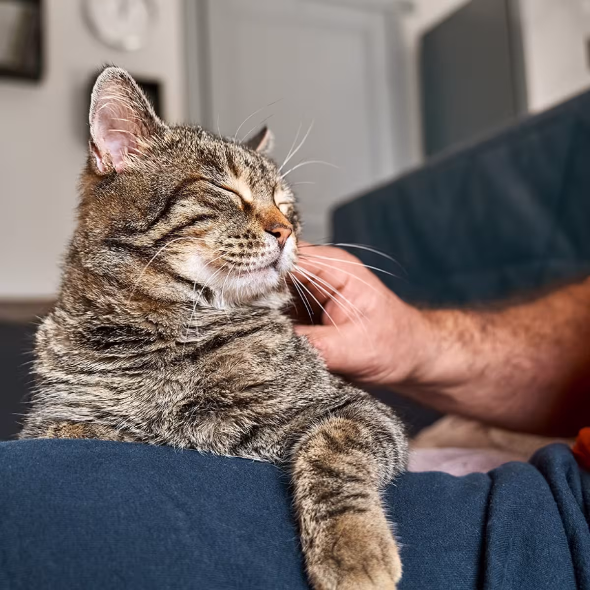 Pet Fostering | Volunteers / Carers living in the North West